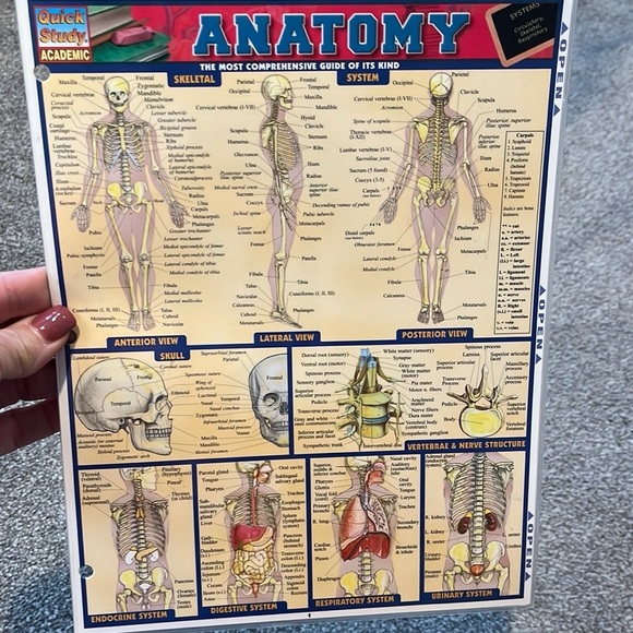 Inc. BarCharts Anatomy (Quick Study Academic) reference guide - Picture 2 of 3